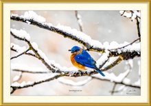 Load image into Gallery viewer, Eastern Bluebird in the Snow, a Framed and Mounted Photograph by Keith Ellis-Satin Gold Frame
