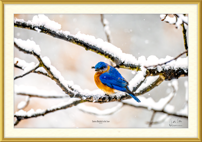 Eastern Bluebird in the Snow, a Framed and Mounted Photograph by Keith Ellis-Satin Gold Frame
