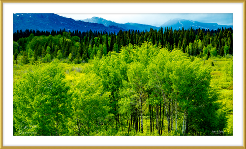 Aspen In Spring, Framed and Mounted Photographic Art by Keith Ellis