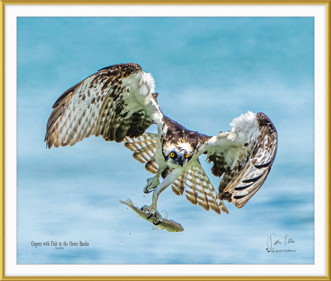 Osprey with Fish at the Outer Banks, framed and mounted photograph by Keith Ellis