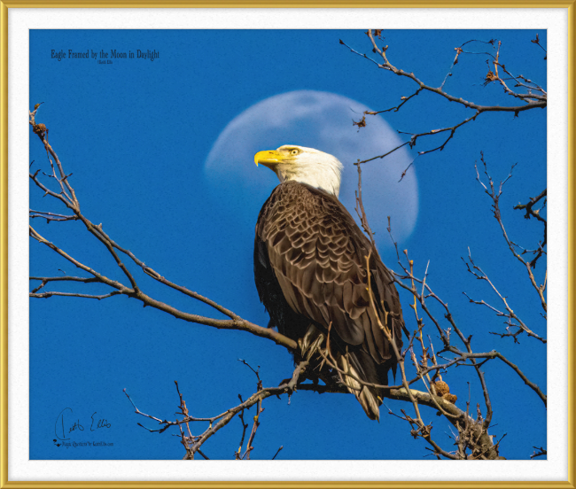 Eagle Framed by the Moon in Daylight, a framed and mounted photograph by Keith Ellis