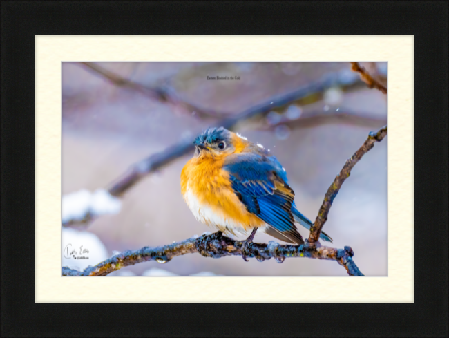 Eastern Bluebird in the Cold, a Framed and Mounted Photograph by Keith Ellis