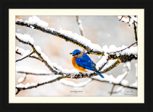 Eastern Bluebird in the Snow, a Framed and Mounted Photograph by Keith Ellis-Dayton Frame, Black Wood