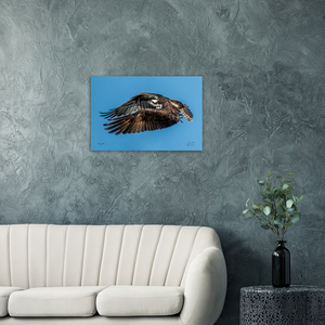 Osprey on Takeoff, a Photograph Printed on Metal, by Keith Ellis-Mockup View