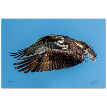 Load image into Gallery viewer, Osprey on Takeoff, a Photograph Printed on Metal, by Keith Ellis
