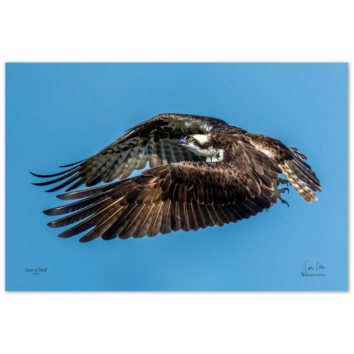 Osprey on Takeoff, a Photograph Printed on Metal, by Keith Ellis