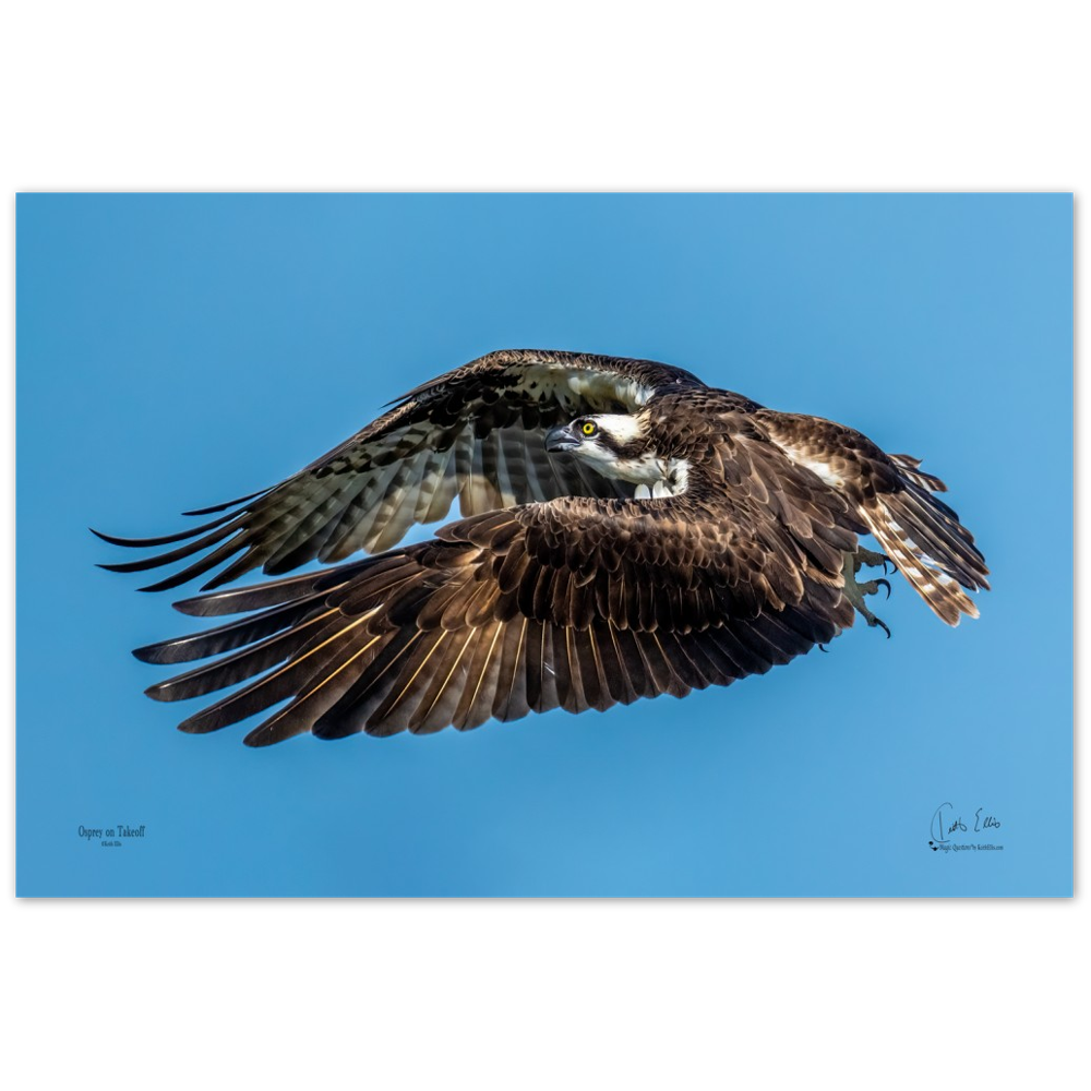Osprey on Takeoff, a Photograph Printed on Metal, by Keith Ellis