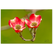 Load image into Gallery viewer, Two Pink Dogwood Blossoms, a Photograph Printed on Metal, by Keith Ellis
