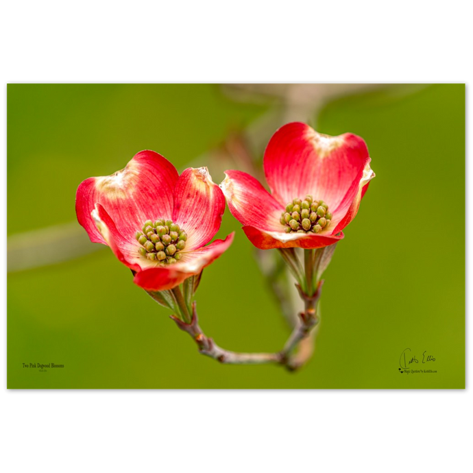 Two Pink Dogwood Blossoms, a Photograph Printed on Metal, by Keith Ellis
