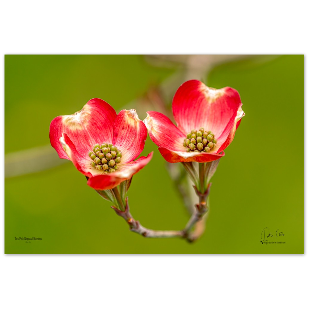 Two Pink Dogwood Blossoms, a Photograph Printed on Metal, by Keith Ellis