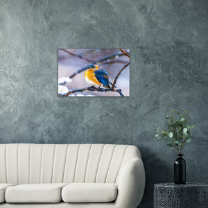 Eastern Bluebird in the Cold, a Photograph Printed on Metal, by Keith Ellis-Mockup View