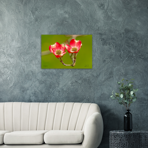 Two Pink Dogwood Blossoms, a Photograph Printed on Metal, by Keith Ellis-Mockup View