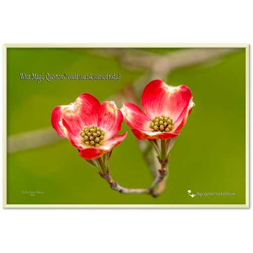 Two Pink Dogwood Blossoms, a Magic Questions® Poster with Frame, by Keith Ellis (36x24)