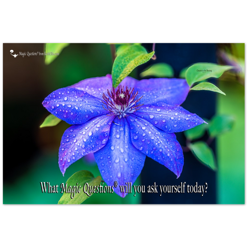 Clematis in the Morning, a Magic Questions® Poster, by Keith Ellis (36x24)