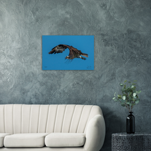 Load image into Gallery viewer, Elegant Osprey, a Photograph Printed on Metal, by Keith Ellis-Mockup View
