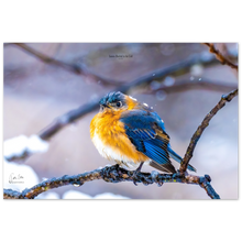 Load image into Gallery viewer, Eastern Bluebird in the Cold, a Photograph Printed on Metal, by Keith Ellis
