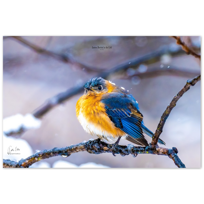 Eastern Bluebird in the Cold, a Photograph Printed on Metal, by Keith Ellis