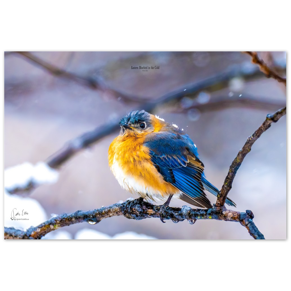 Eastern Bluebird in the Cold, a Photograph Printed on Metal, by Keith Ellis