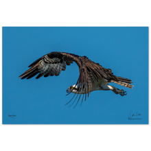 Load image into Gallery viewer, Elegant Osprey, a Photograph Printed on Metal, by Keith Ellis
